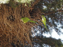 Myiopsitta monachus