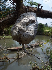 Hydnophytum formicarum