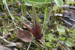Dactylorhiza incarnata cruenta