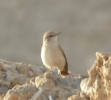 Red-tailed Wheatear (Oenanthe chrysopygia)