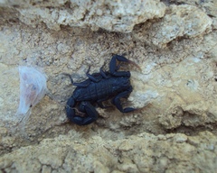 Hottentotta judaicus