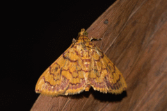 Portentomorpha xanthialis