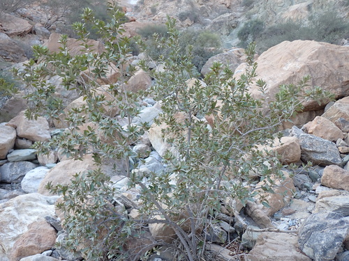 Acridocarpus orientalis (Acridocarpus orientalis)
