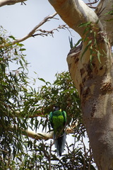 Barnardius zonarius semitorquatus