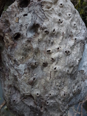 Hydnophytum formicarum