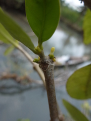 Hydnophytum formicarum