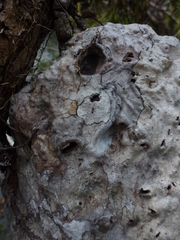 Hydnophytum formicarum