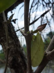 Hydnophytum formicarum