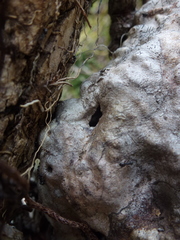 Hydnophytum formicarum