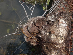 Hydnophytum formicarum