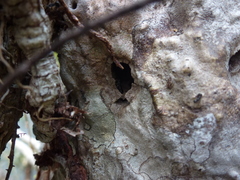 Hydnophytum formicarum