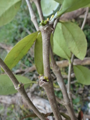 Hydnophytum formicarum