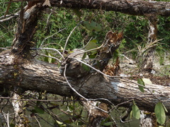 Hydnophytum formicarum