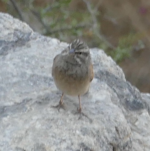 Striolated Bunting (Emberiza striolata), photo 2