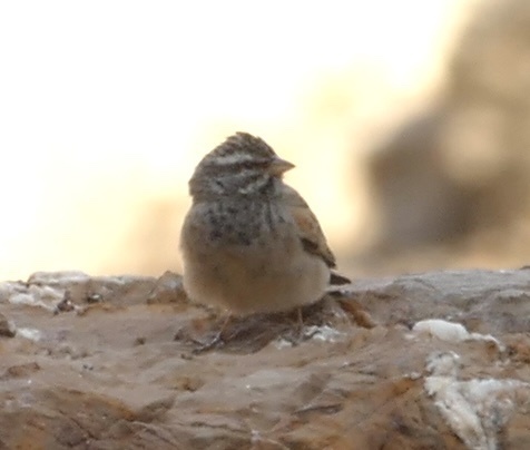 Striolated Bunting (Emberiza striolata)