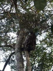 Hydnophytum formicarum