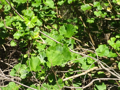 Another photo of Geranium