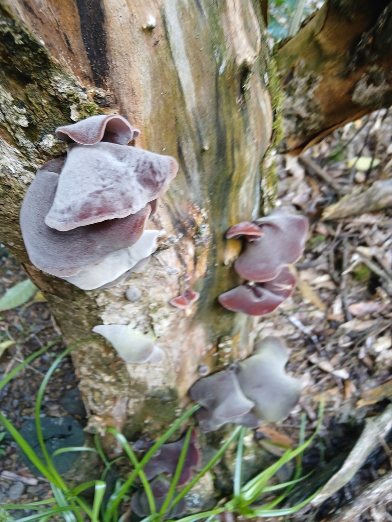 Auricularia cornea · March 2026 · photo: © mphnz (iNaturalist, cc0)