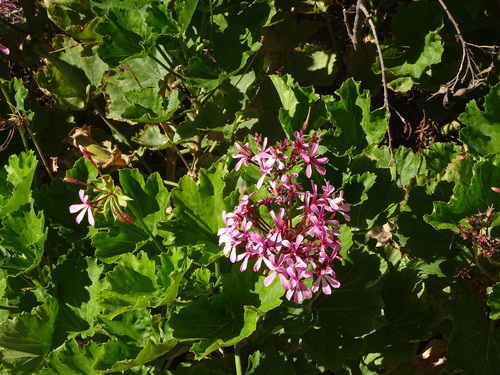 horseshoe geranium (Pelargonium zonale)