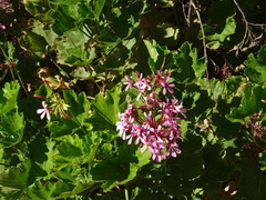 Géranium Des Balcons (Pelargonium zonale)