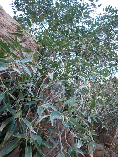 Ficus salicifolia, photograph 5
