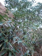 Ficus salicifolia, photograph author not stated, no rights reserved