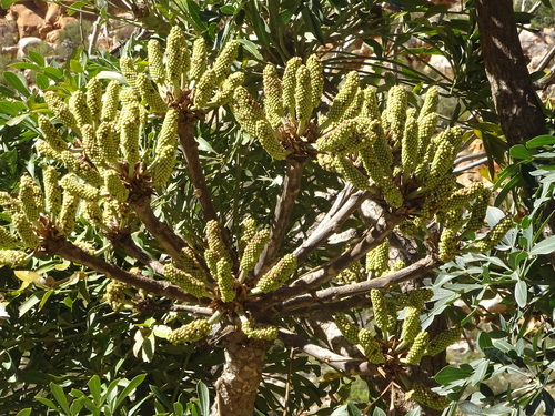 Cabbage tree (Cussonia spicata)