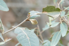 Ficus salicifolia, photograph author not stated, no rights reserved