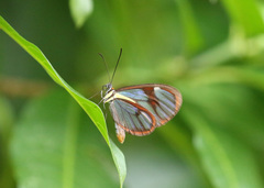 Ithomia drymo