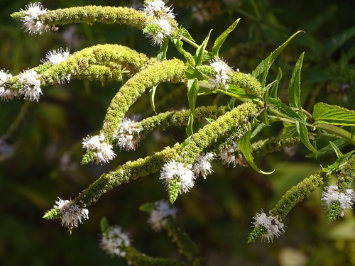 Horse Mint (Mentha longifolia)