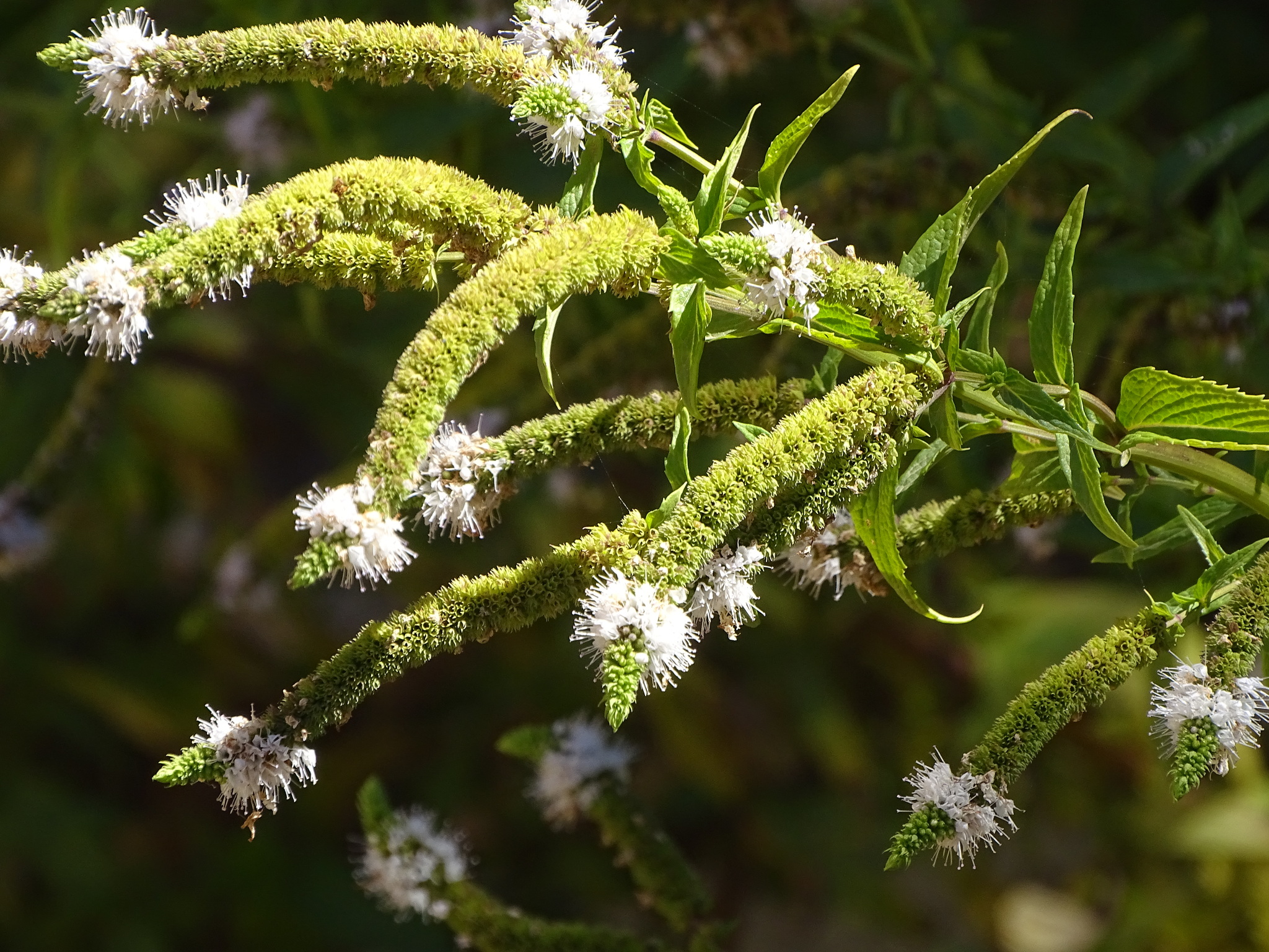 Horse Mint (Mentha longifolia)