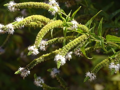 Rossminze (Mentha longifolia)