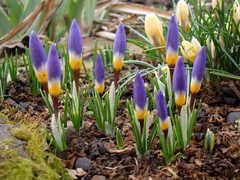 Crocus sublimis