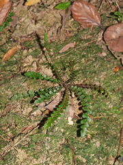 Blechnum membranaceum