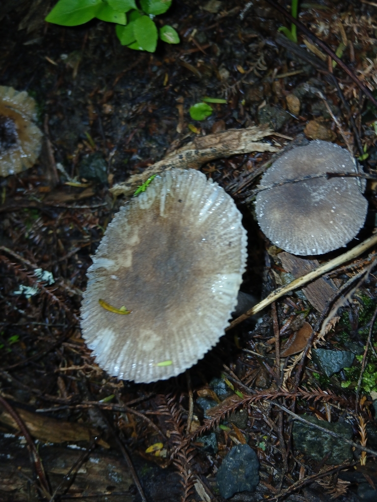 Amanita nehuta · March 2026 · photo: © mphnz (iNaturalist, cc0)