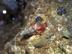 Nodopelagia brazieri