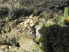 Trichodiadema marlothii