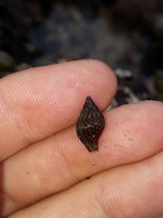 Pardalinops testudinaria