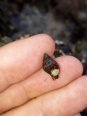 Pardalinops testudinaria