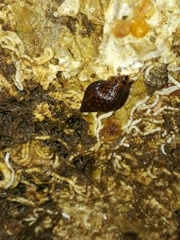 Pardalinops testudinaria