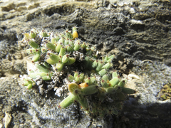 Trichodiadema marlothii