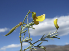 Lotononis viborgioides