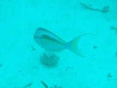 Scolopsis monogramma