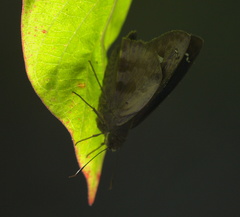 Polygonus leo histrio