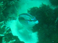 Scolopsis monogramma