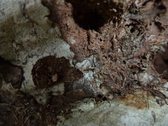 Hydnophytum formicarum