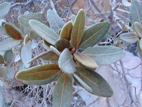 Acridocarpus orientalis (Acridocarpus orientalis)