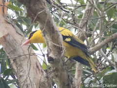 Oriolus chinensis diffusus