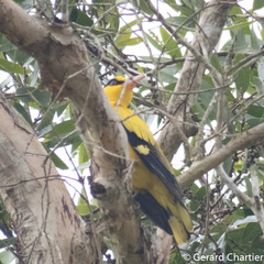 Oriolus chinensis diffusus