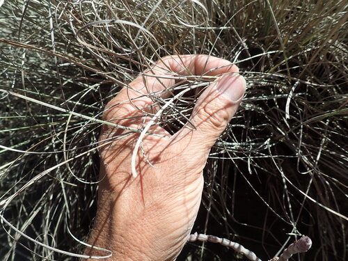 Carex litorosa, photograph 5